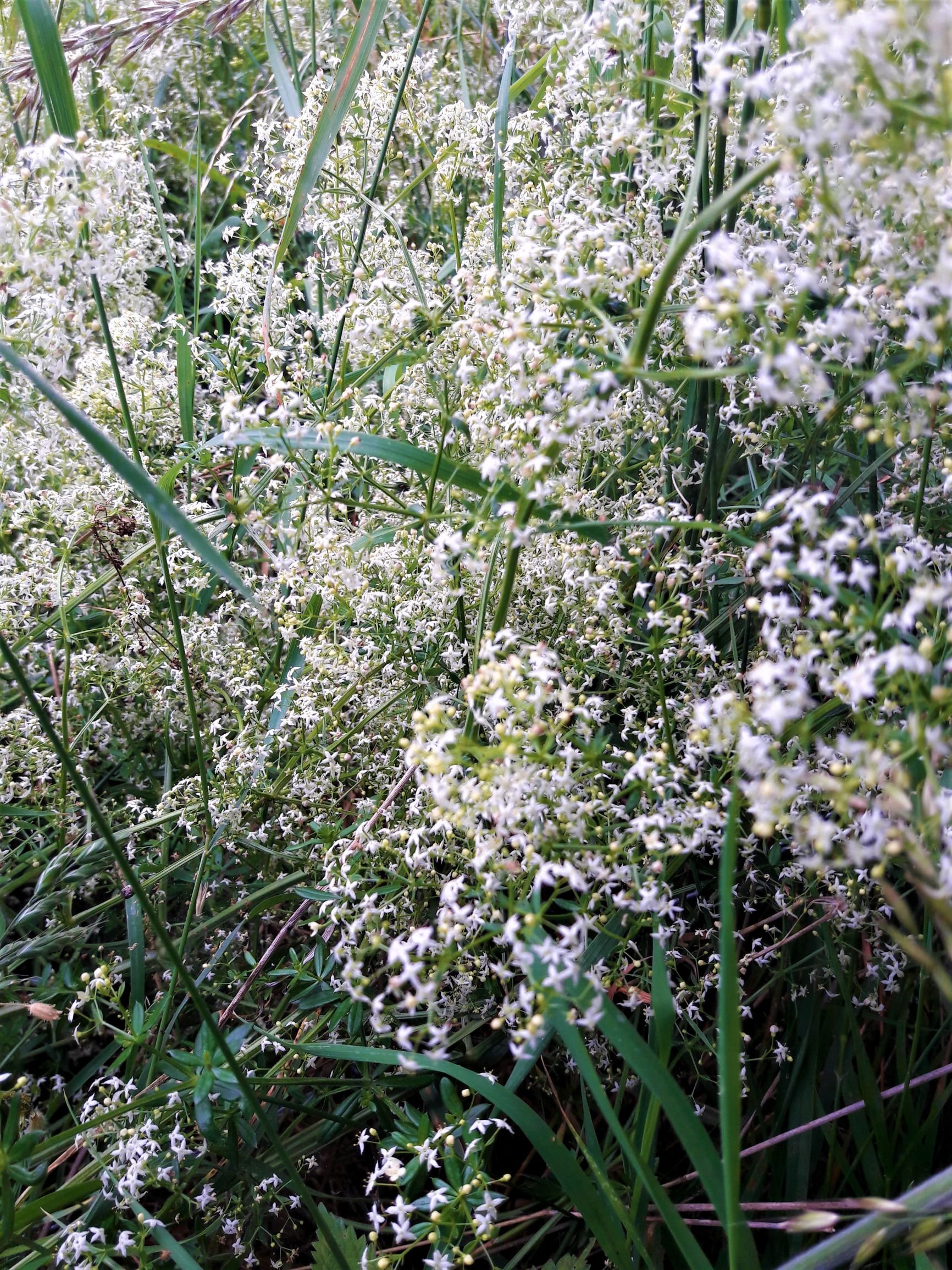 Wiesen-Labkraut